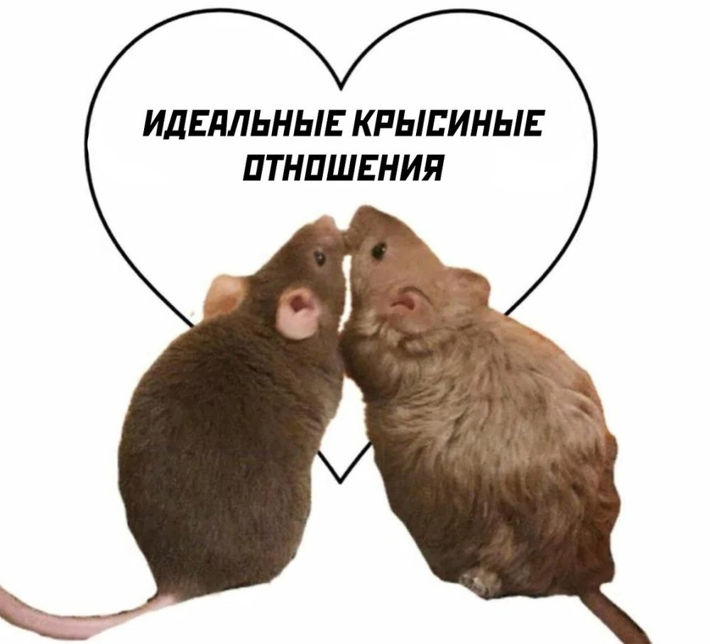 Идеальные Крысиные отношения