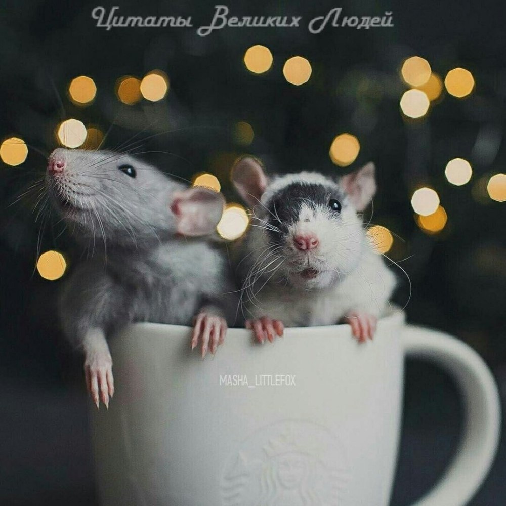 Мышь Эстетика