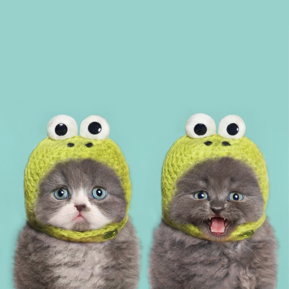 Котенок в шапочке