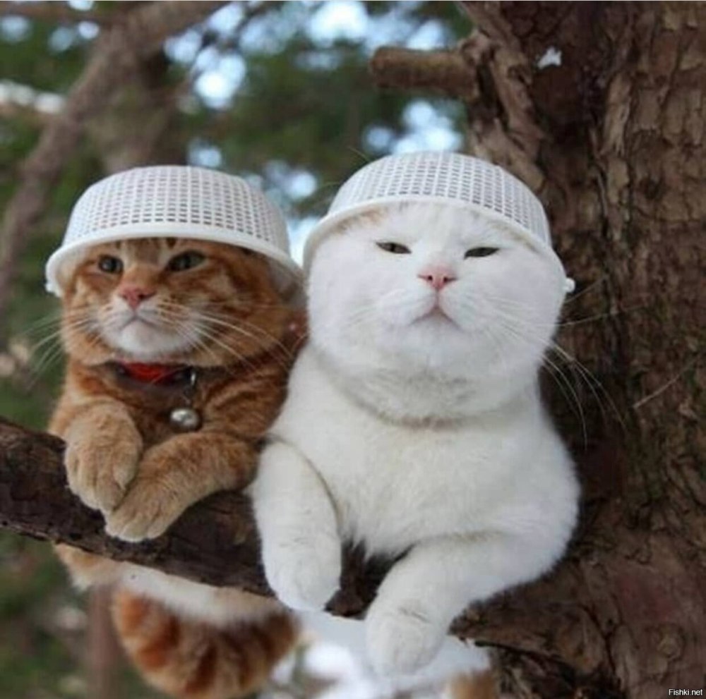 Парные котики