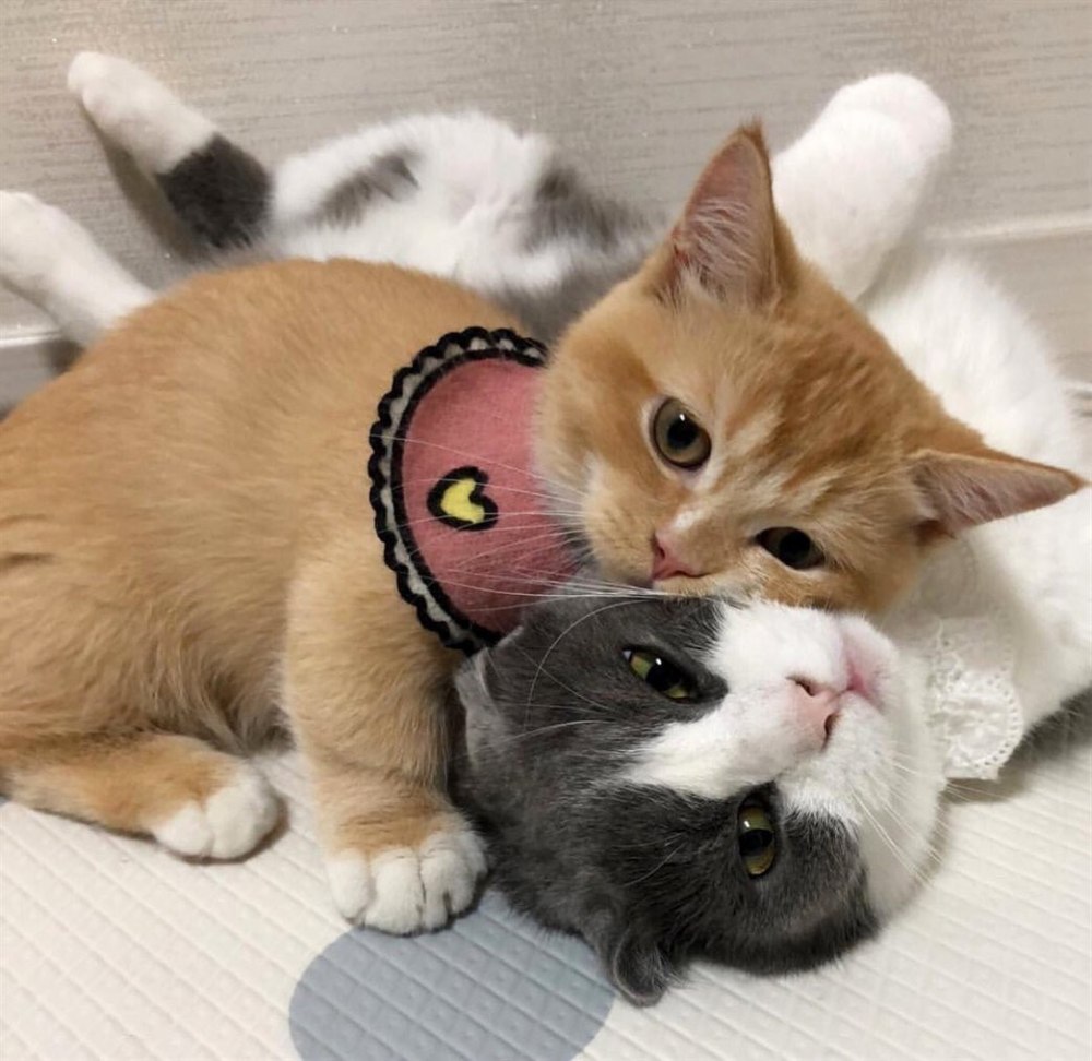 Парные котики