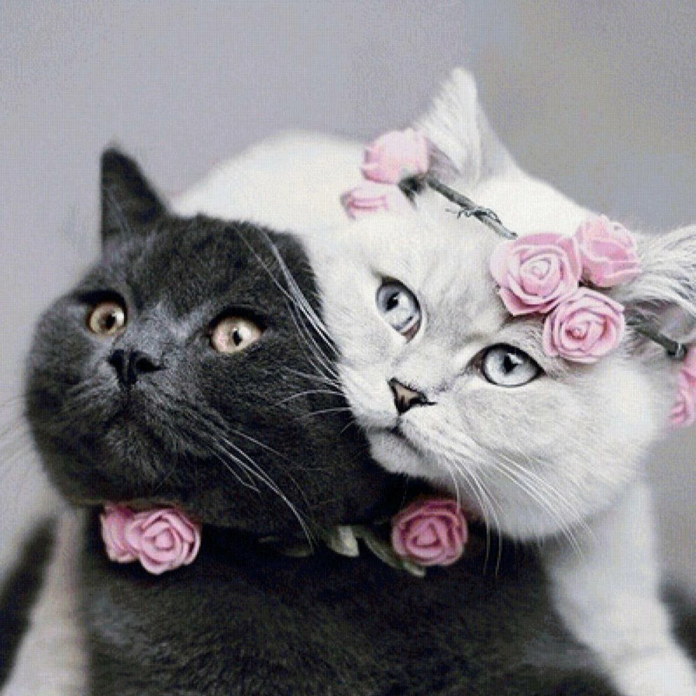 Свадебные коты