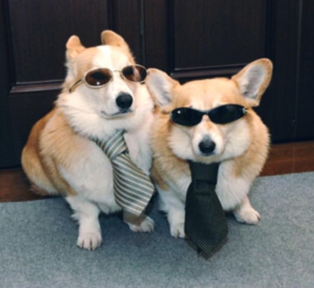 Собака корги