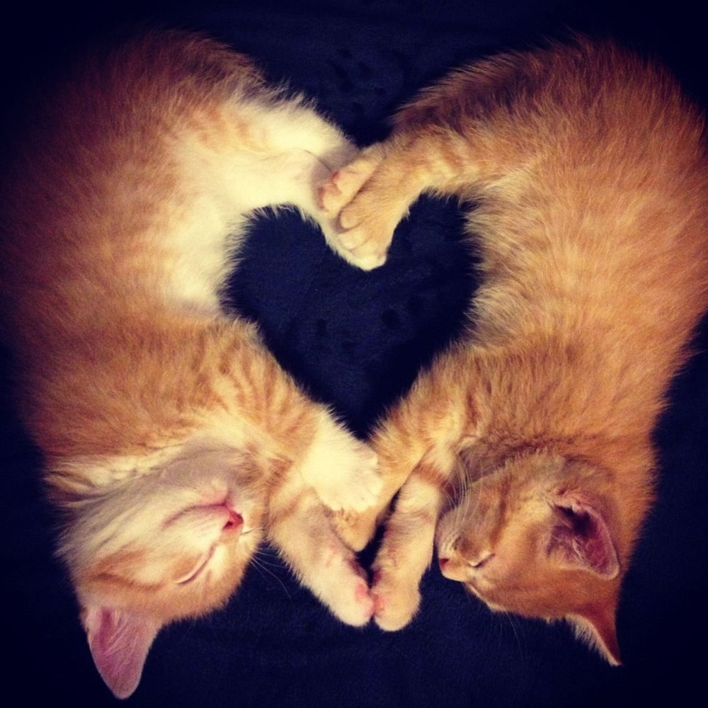 Котики обнимаются