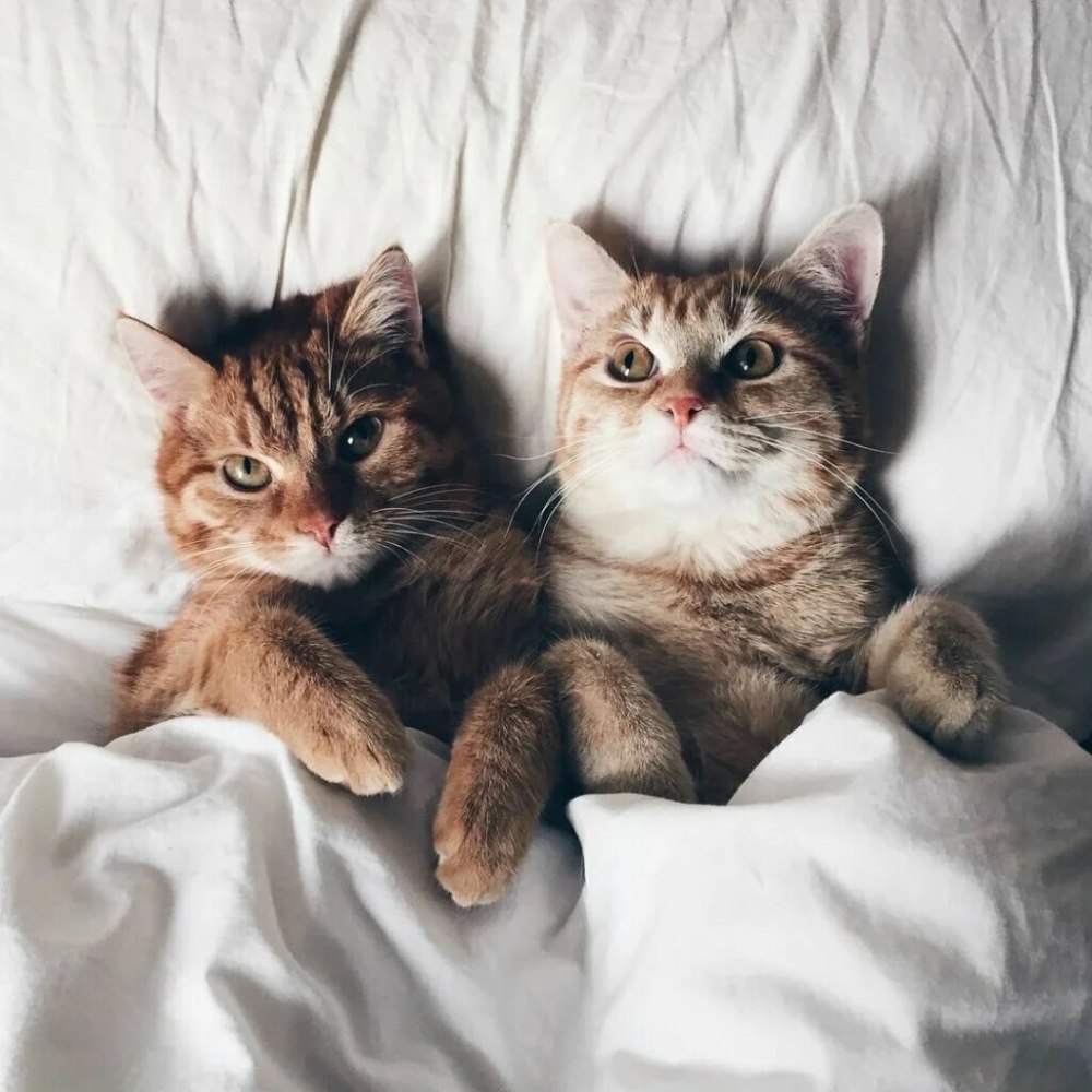 Коты вместе