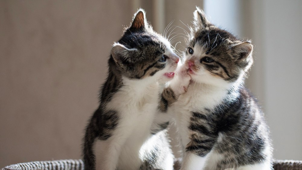 Котики обнимаются