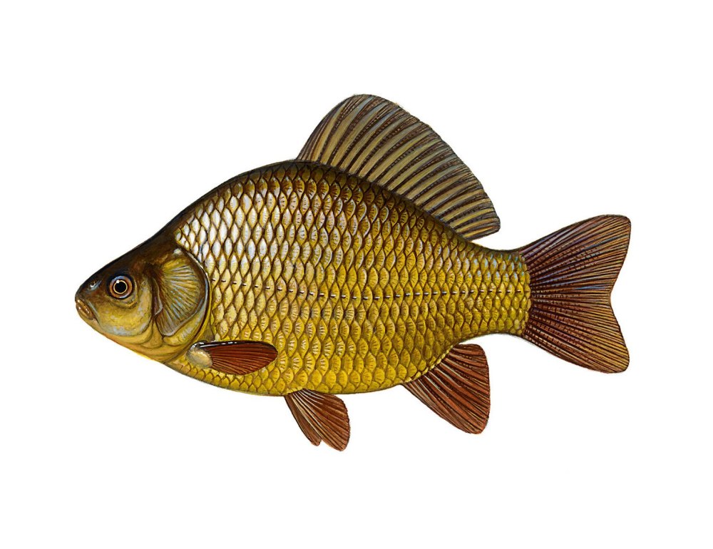 Карась (Carassius Carassius)