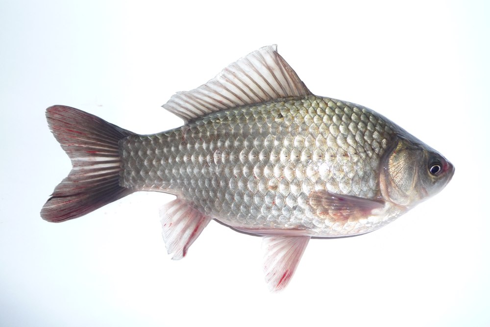Серебряный карась - Carassius auratus gibelio