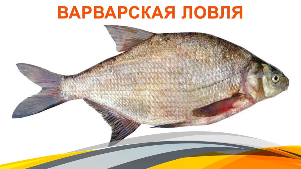 Лещ на белом фоне