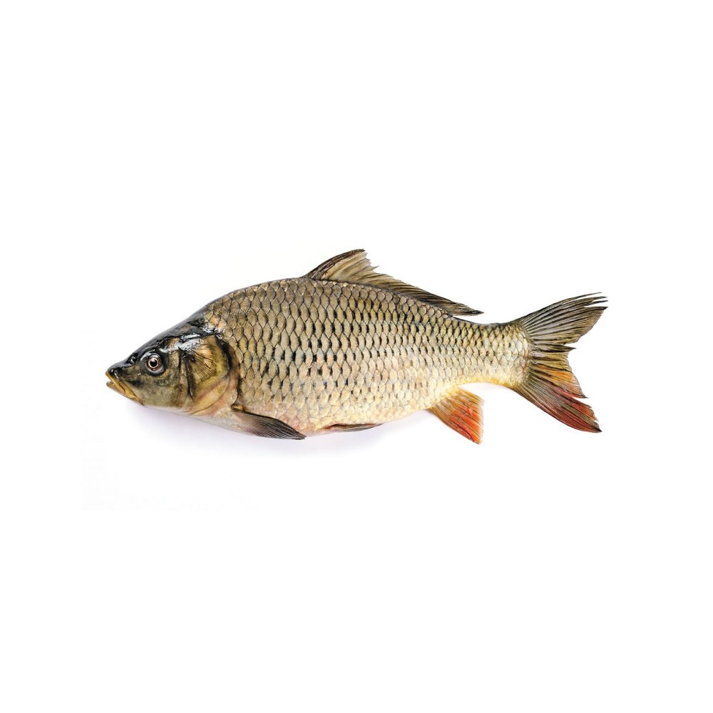 Карп (Cyprinus Carpio)