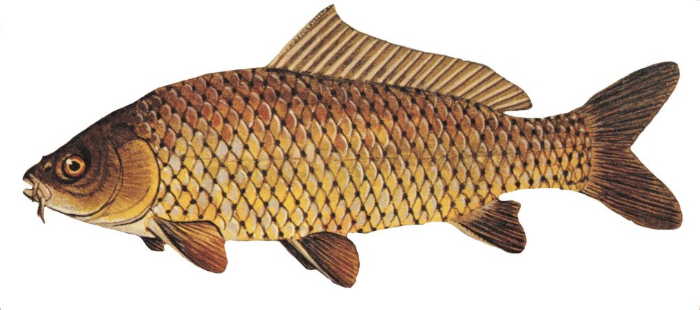 Сазан (Cyprinus Carpio)