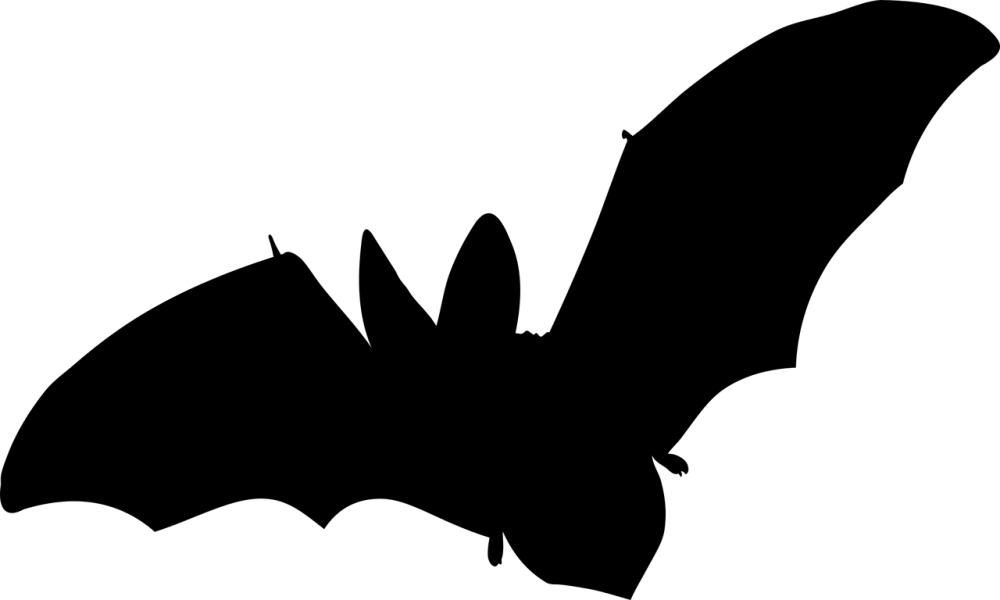 Black bat (чёрная летучая мышь)