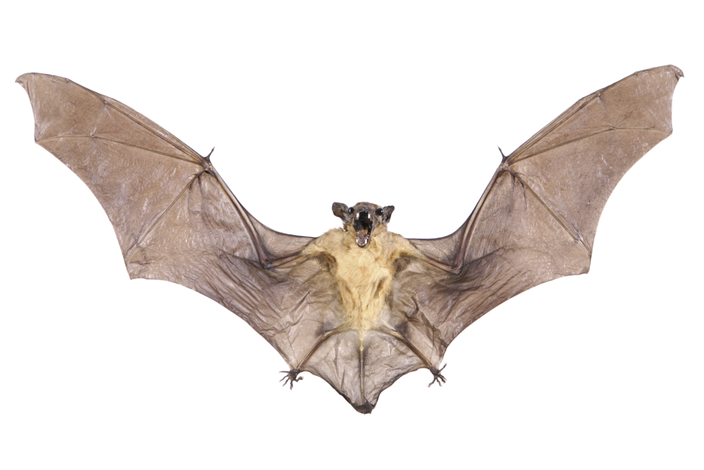 Bat Flashcard