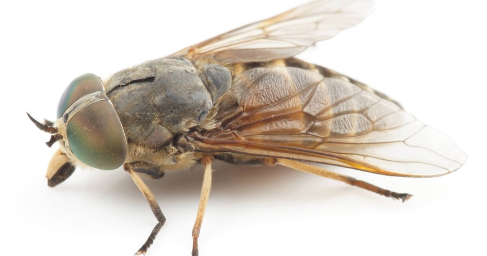 Musca domestica комнатная Муха