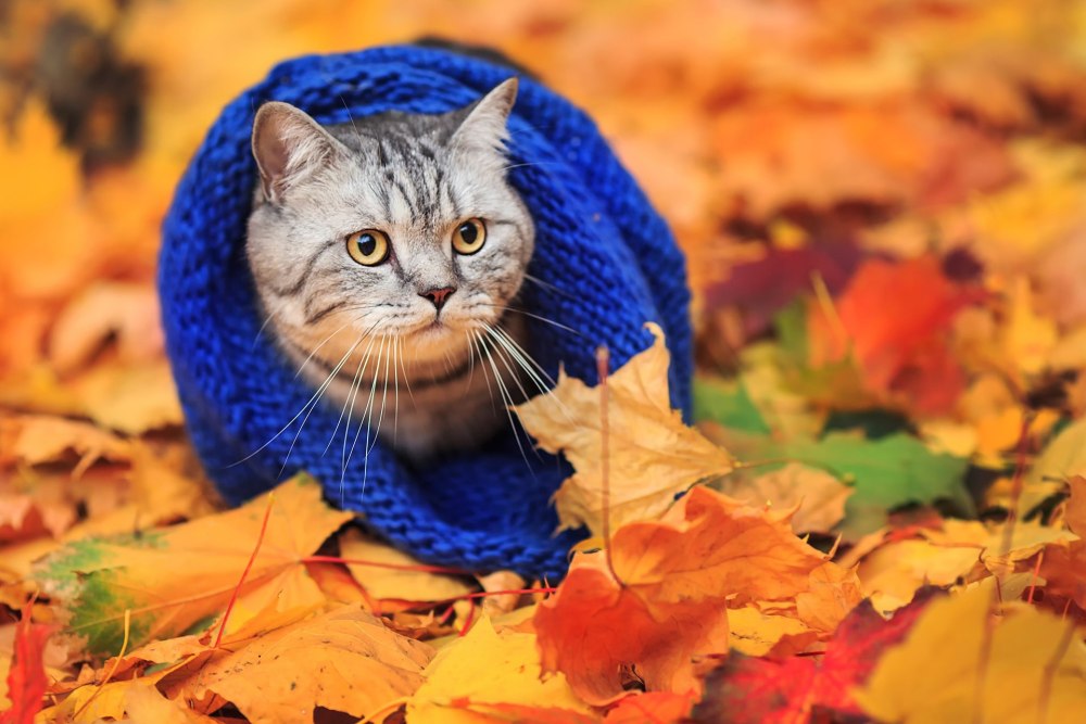 Котик осень