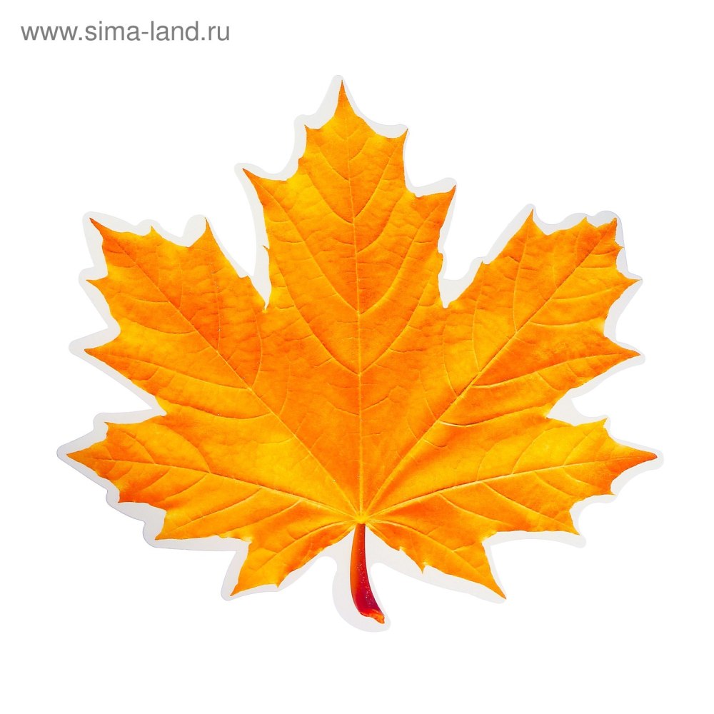 Красивые осенние листочки
