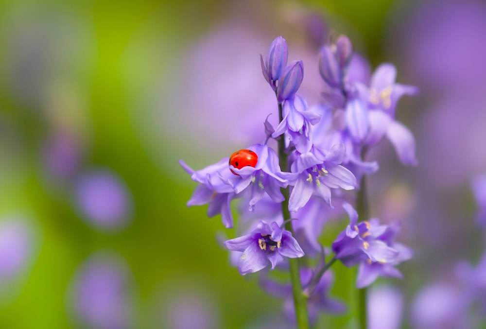Колокольчик Кампана Lilac