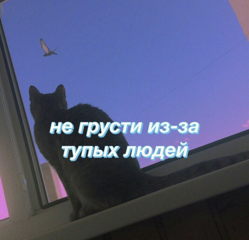 Милый котик с надписью не грусти