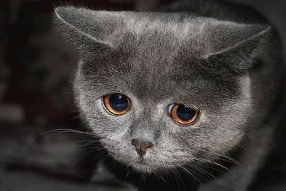 Кот плачет