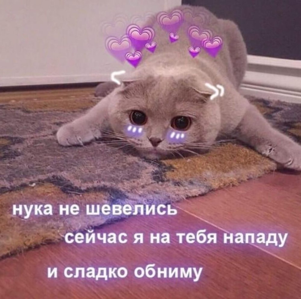 Котики с милыми надписями