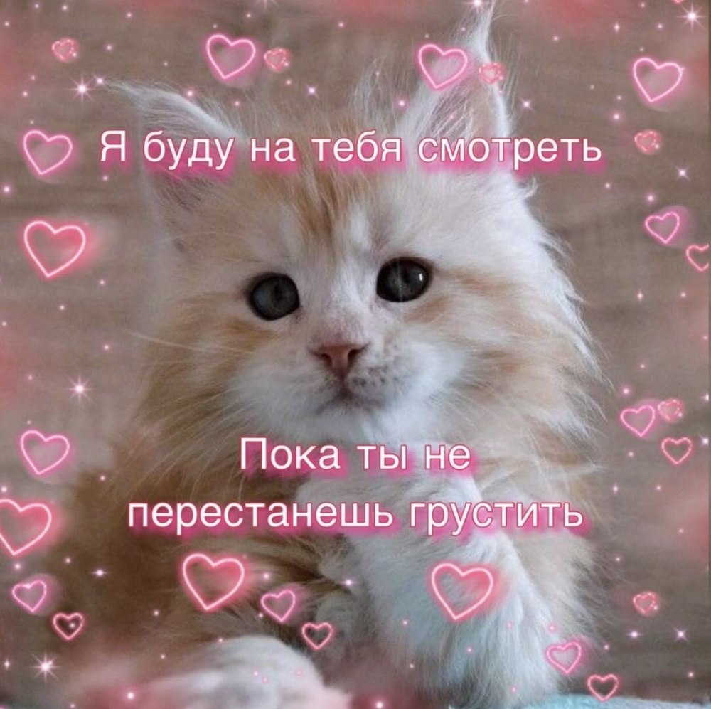 Милые котики с сердечками не грусти