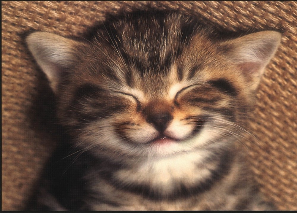 Котенок улыбается
