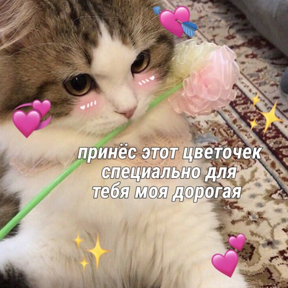 Милые котики не грусти
