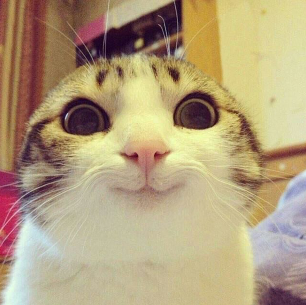 Кот Мем