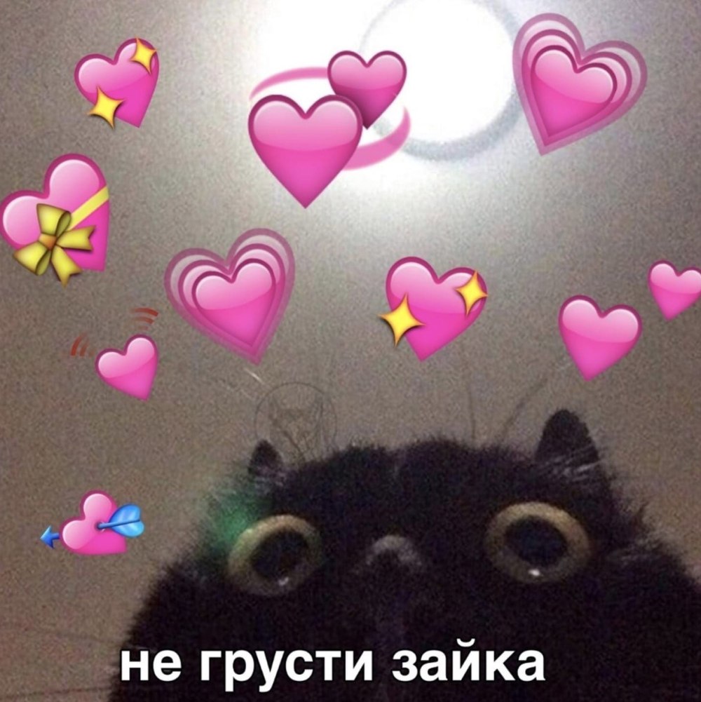 Кот заглядывает в камеру