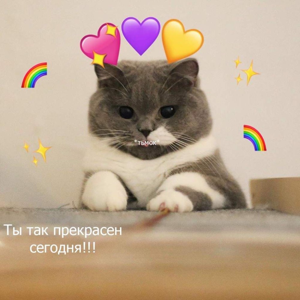 Милые пикчи с котиками не грусти