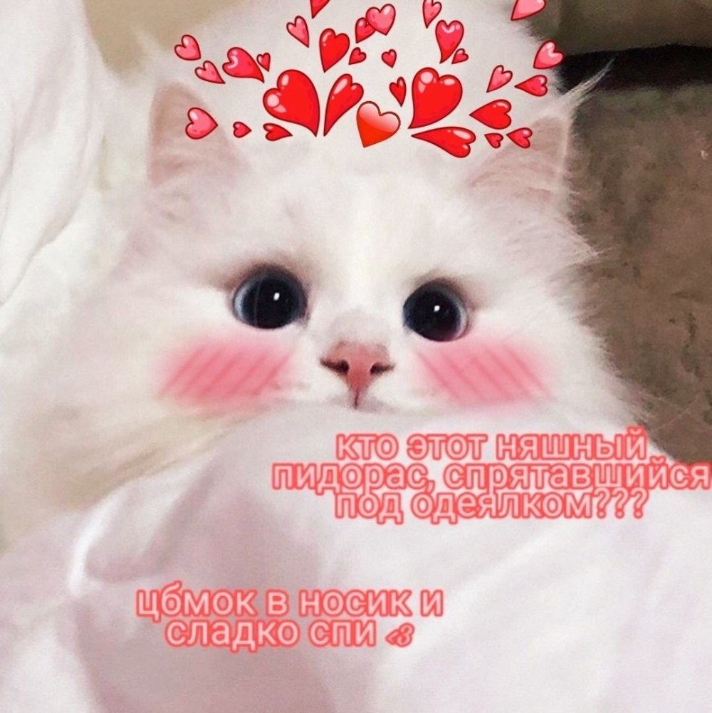 Милый котик с надписью