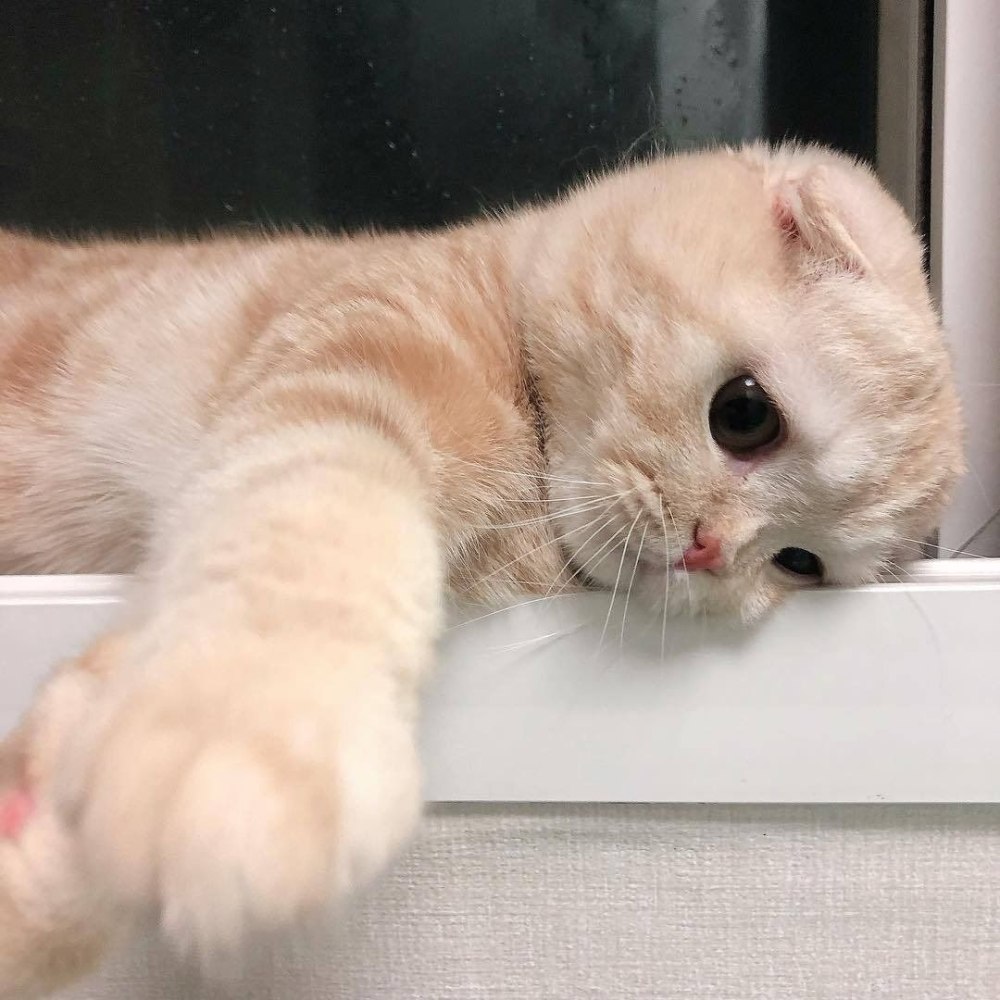 Котята маленькие пикчи