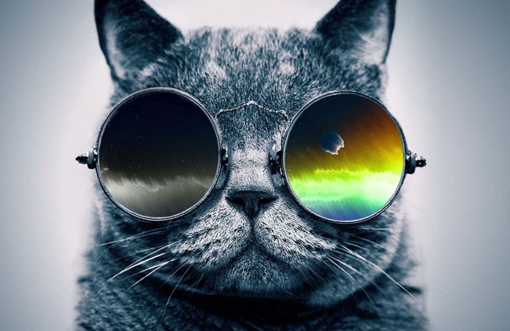 Кот в очках