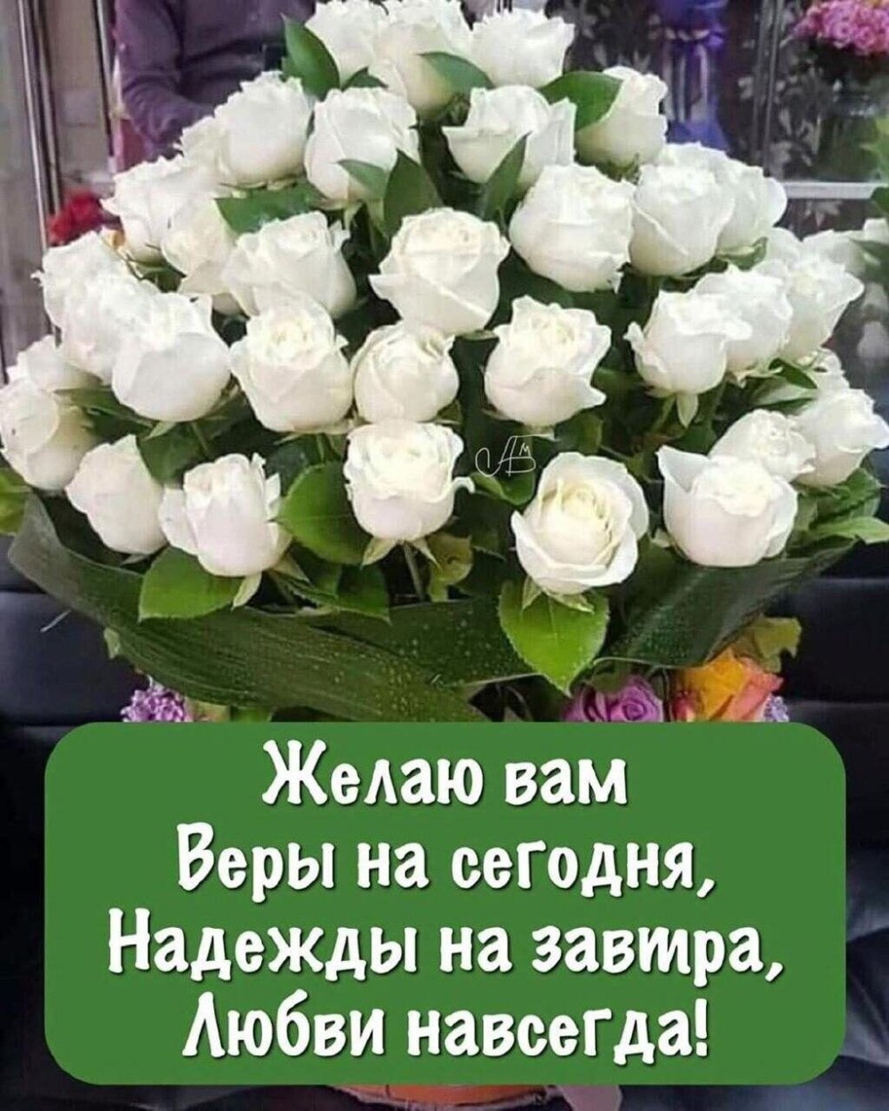 Роза на белом фоне