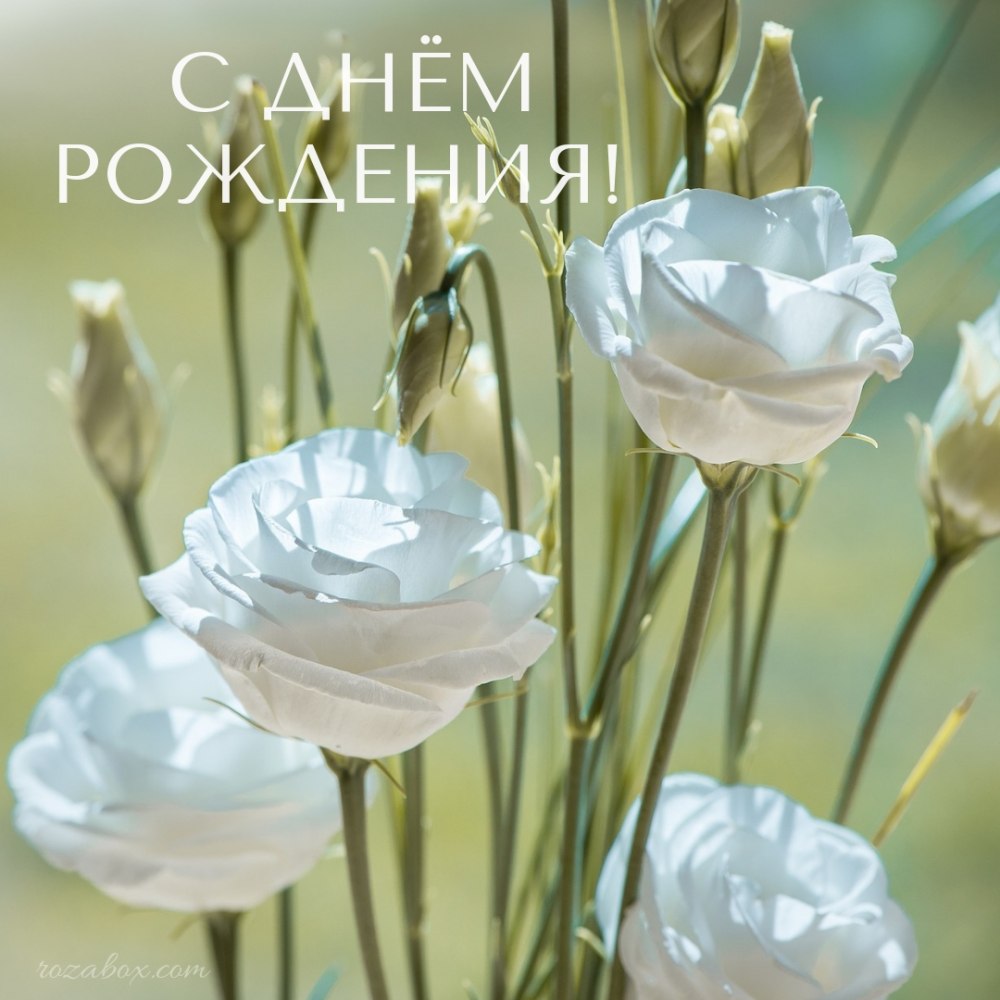 Открытки с белыми розами