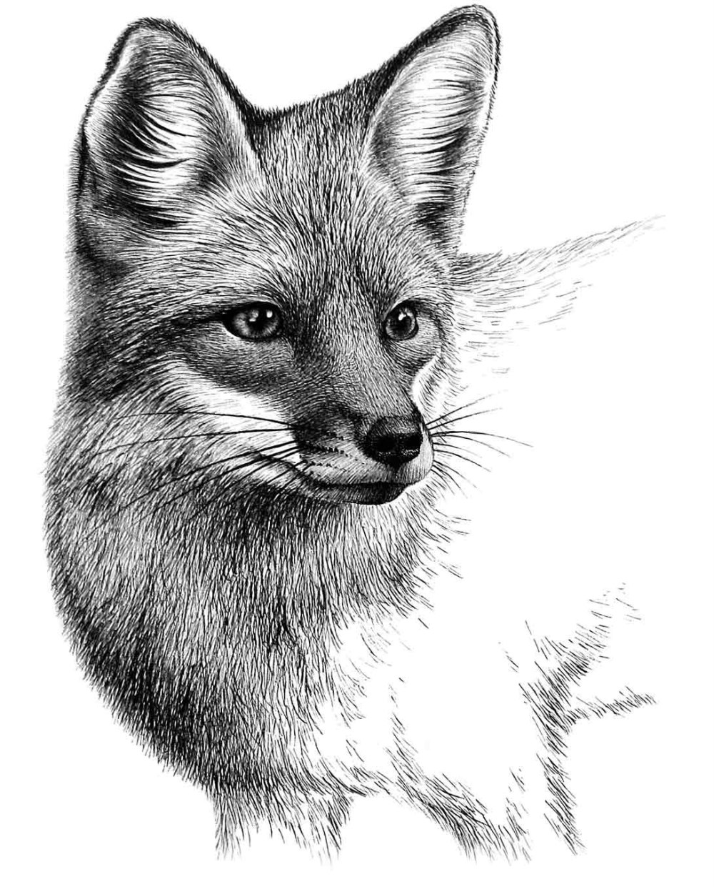 Лиса рисунок