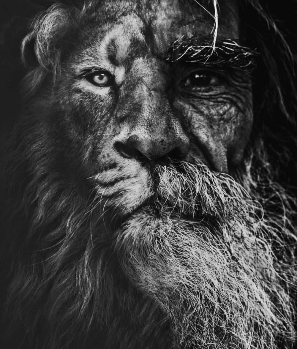 Лев в костюме арт