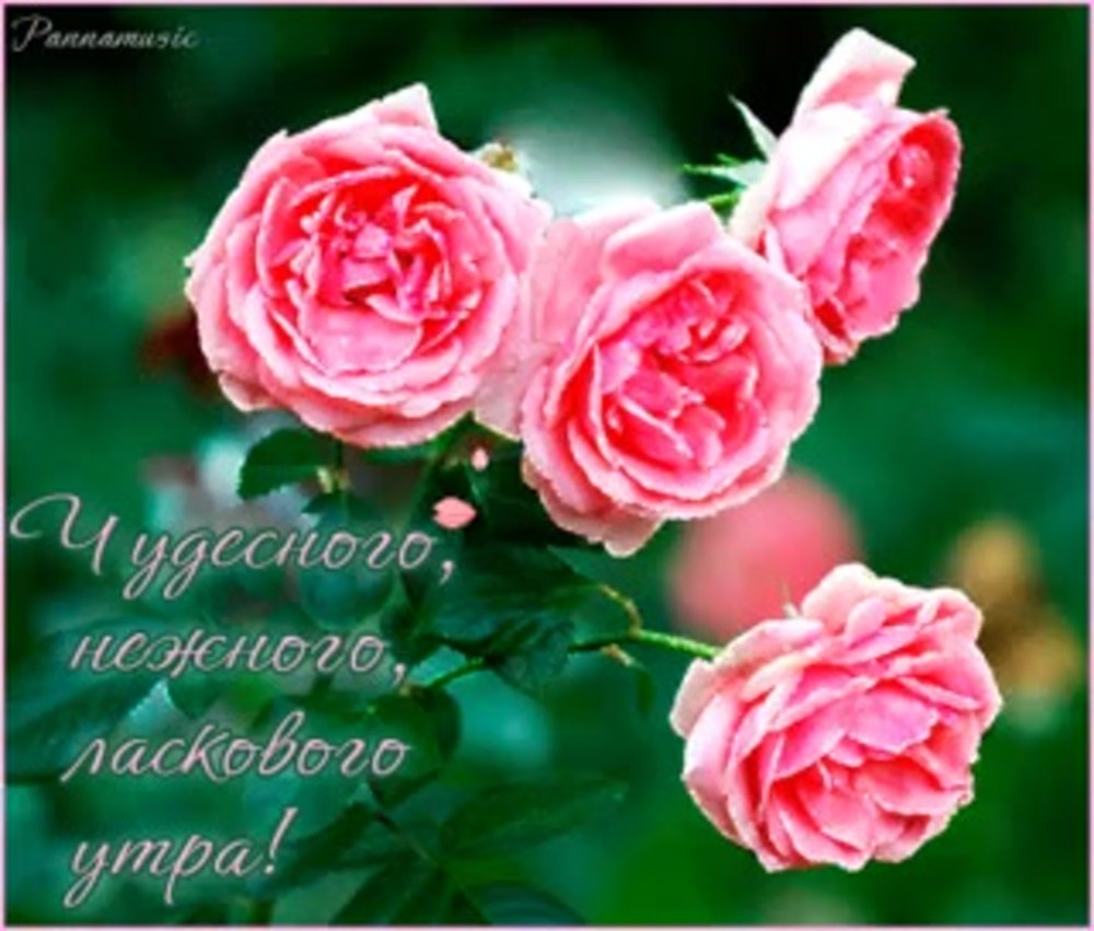 Доброе утро Наталья