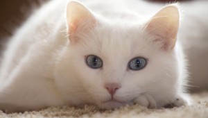 Белый кот обои