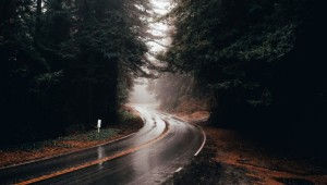 Эстетика дождя в лесу