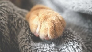 Кошачья лапка