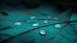Обои для андроид вертикальные природа