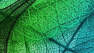 Обои на телефон высокого качества зеленого цвета