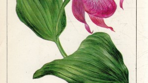 Рисунки красная книга