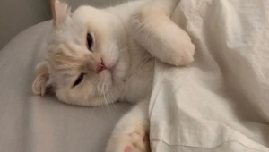 Милые котики сохры