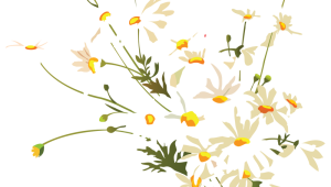 Клипарт ромашка на прозрачном фоне