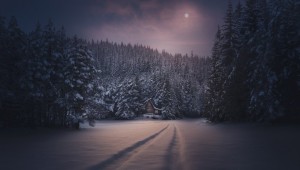 Зимний лес ночью
