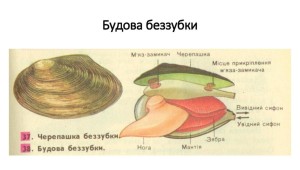 Моллюски презентация