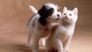 Милые щенки и котята