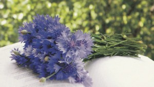 Открытка с васильками